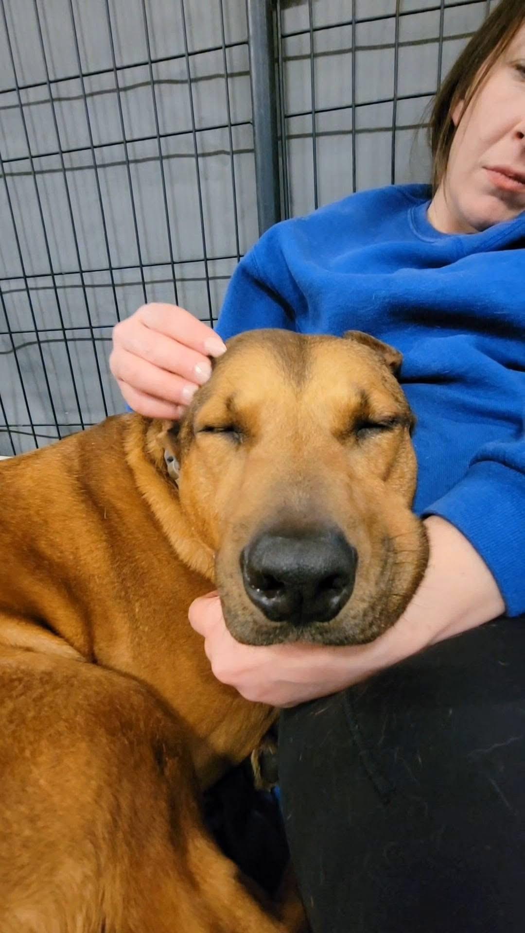 Cleopatra , an adoptable mixed breed in Ashland, KY image 2/3