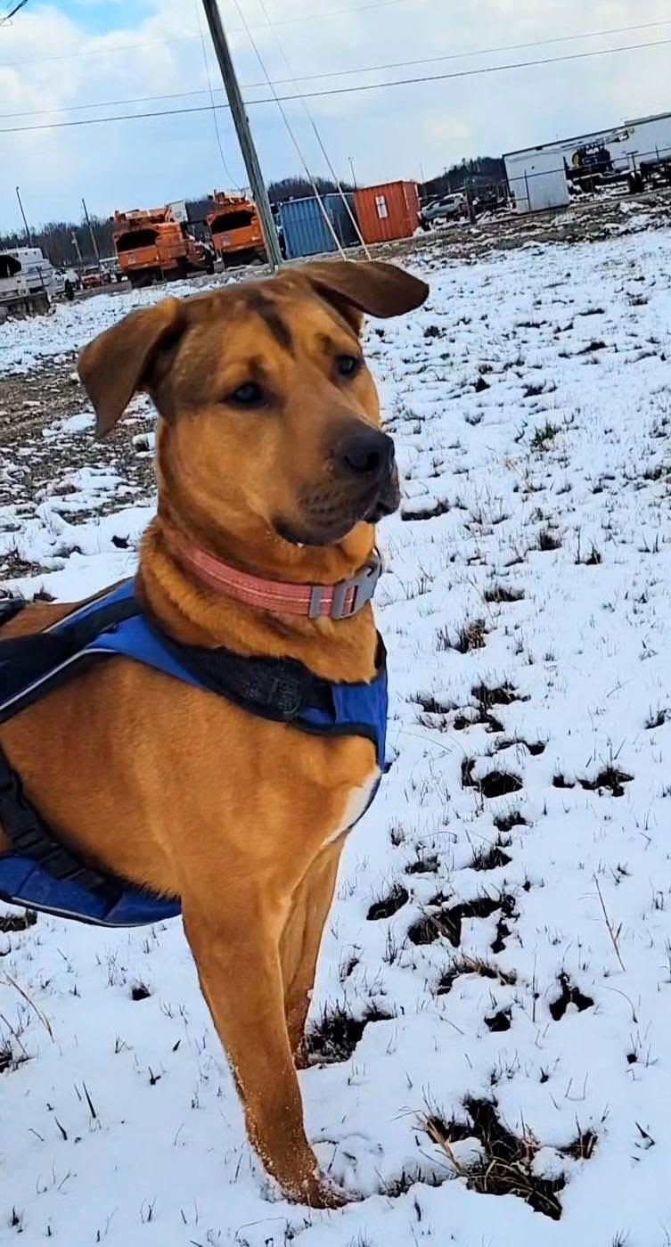 Cleopatra , adoptable, Adult Female Mastiff & German Shepherd Dog.