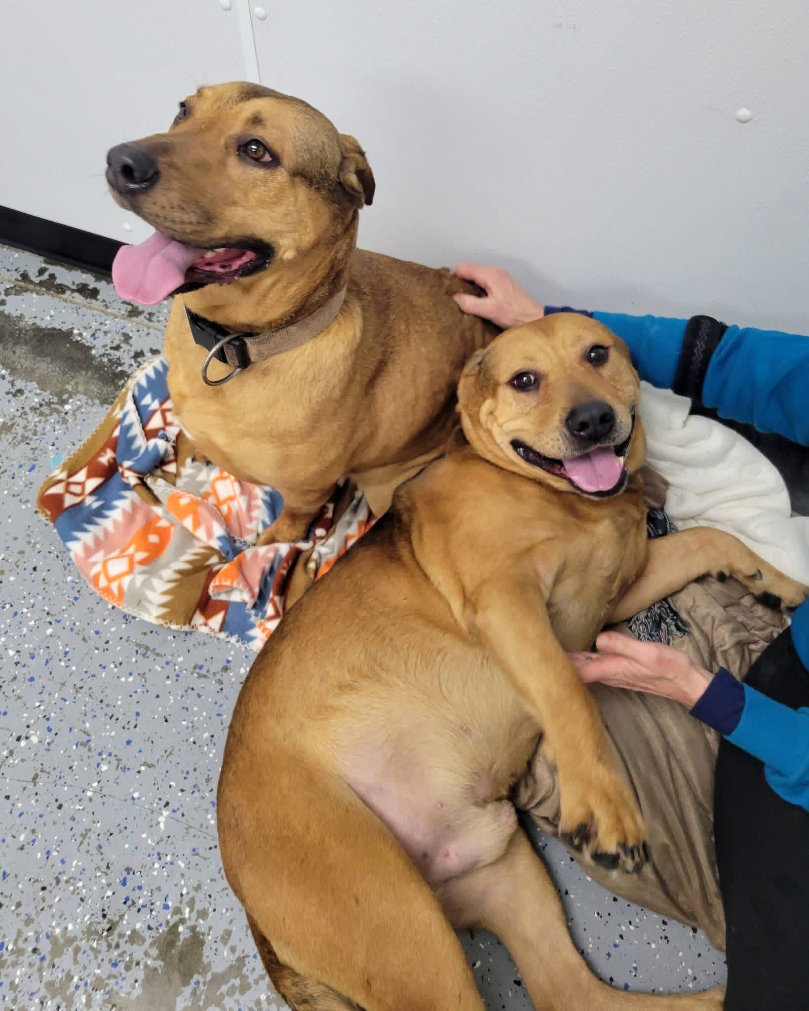 Enlarge Jax and Cleopatra , an adopted mixed breed in Ashland, KY image 1/2