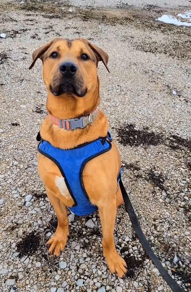 Cleopatra , an adoptable mixed breed in Ashland, KY image 3/3