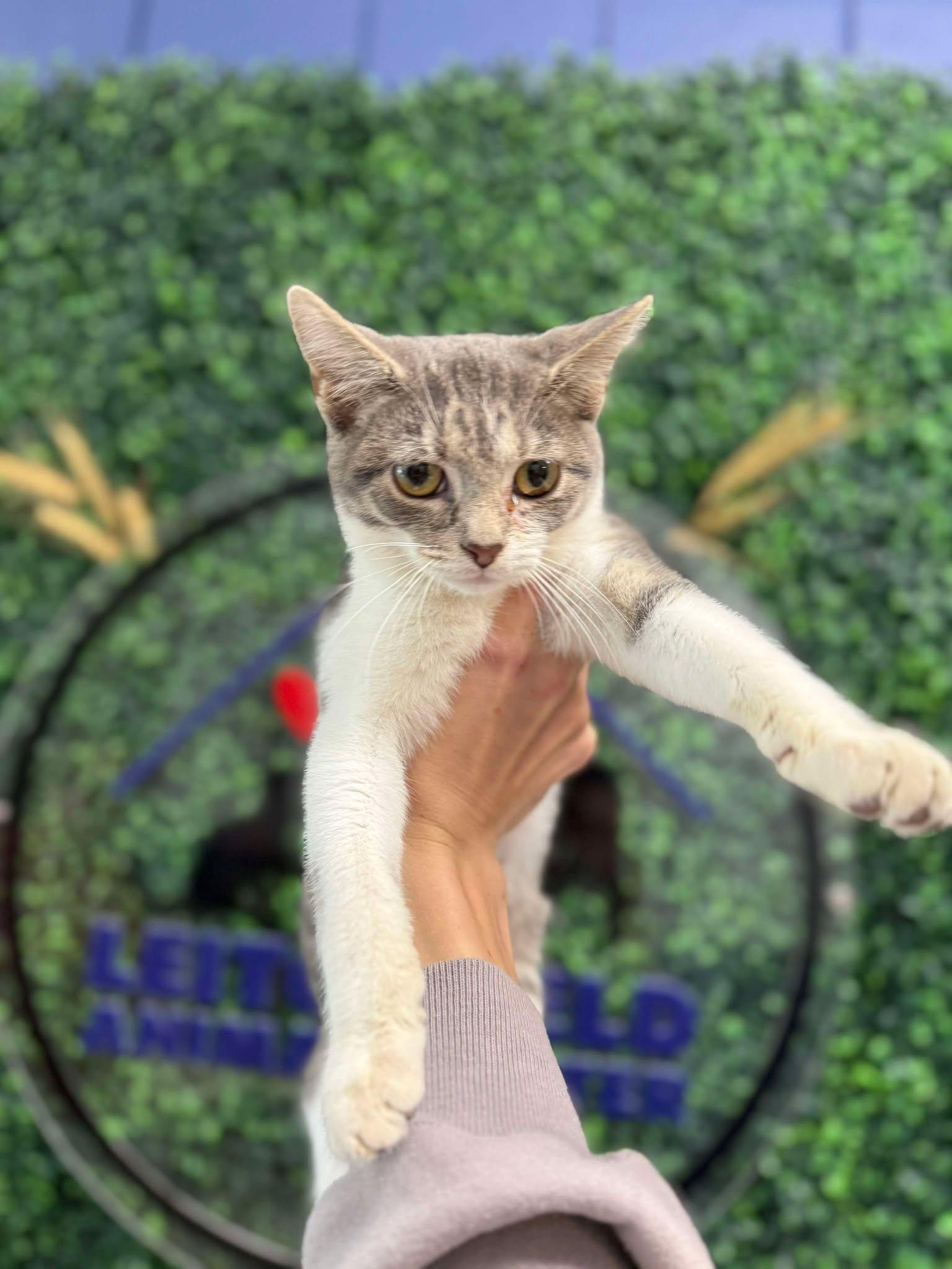 Enlarge Spooks (In Foster Home!), a Adoptable Domestic Short Hair in Leitchfield, KY image 1/1