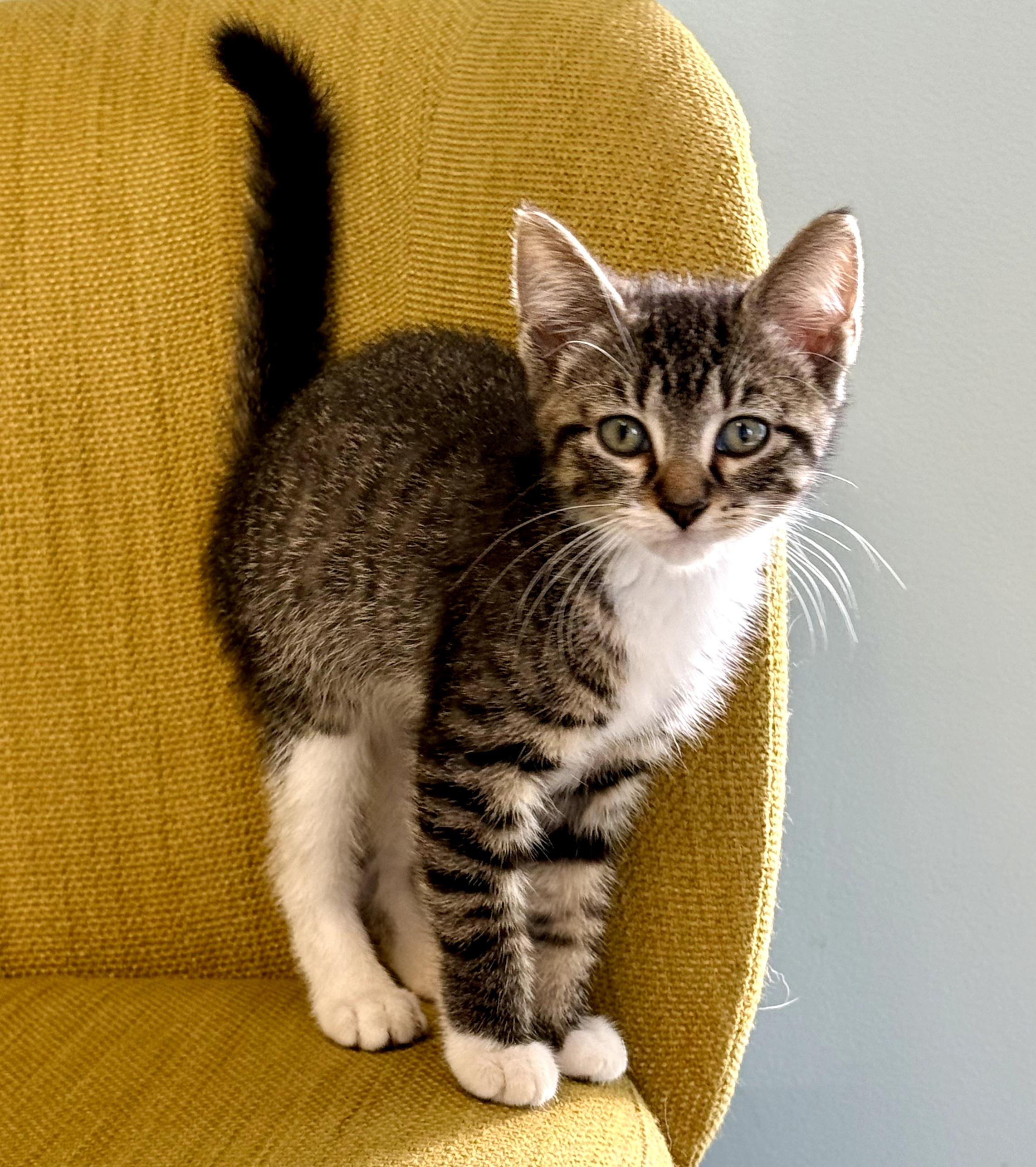Enlarge Tabitha, a Adoptable Domestic Short Hair in Mt Pleasant, SC image 6/6