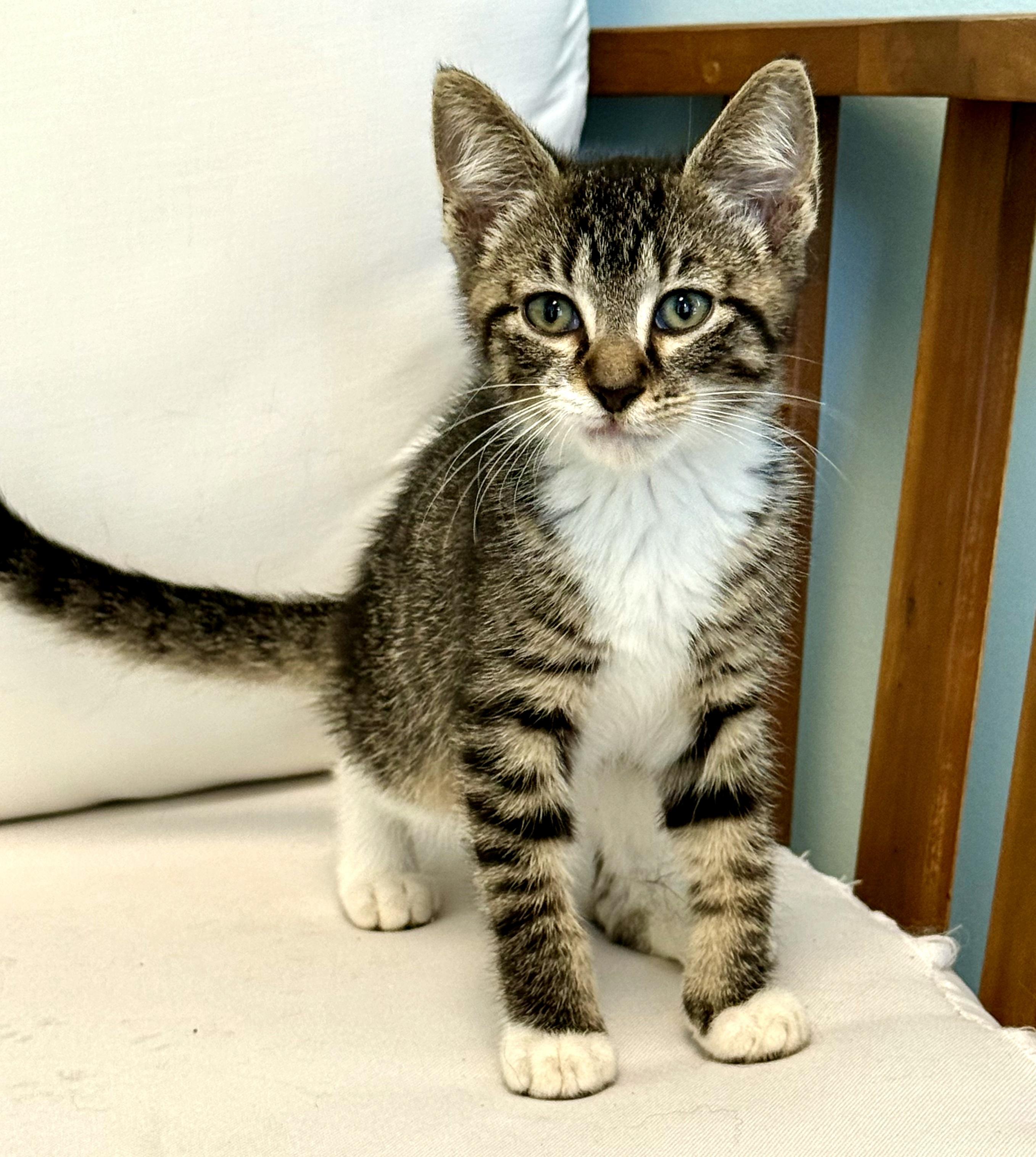 Enlarge Tabitha, a Adoptable Domestic Short Hair in Mt Pleasant, SC image 4/6