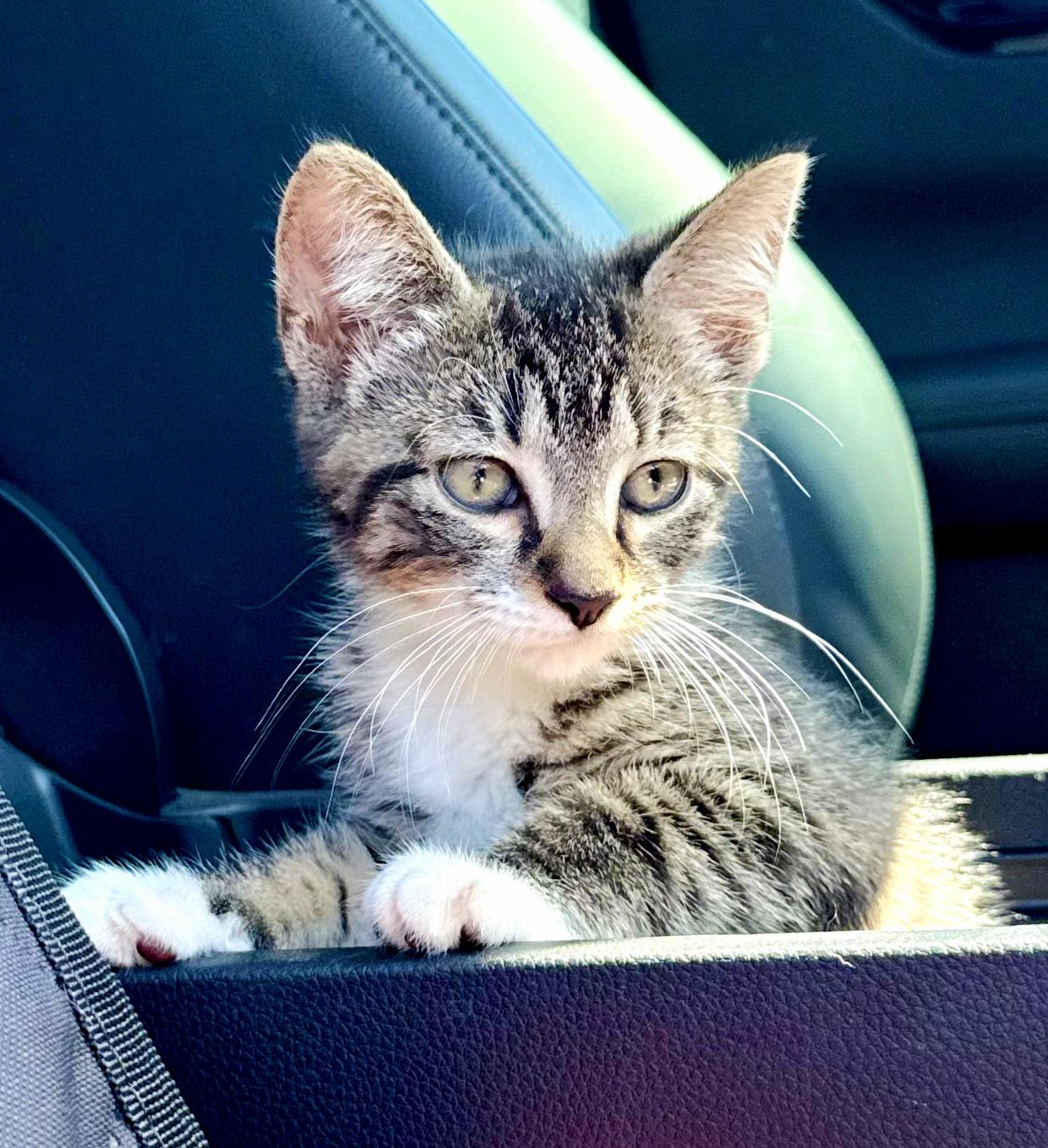 Enlarge Tabitha, a Adoptable Domestic Short Hair in Mt Pleasant, SC image 2/6