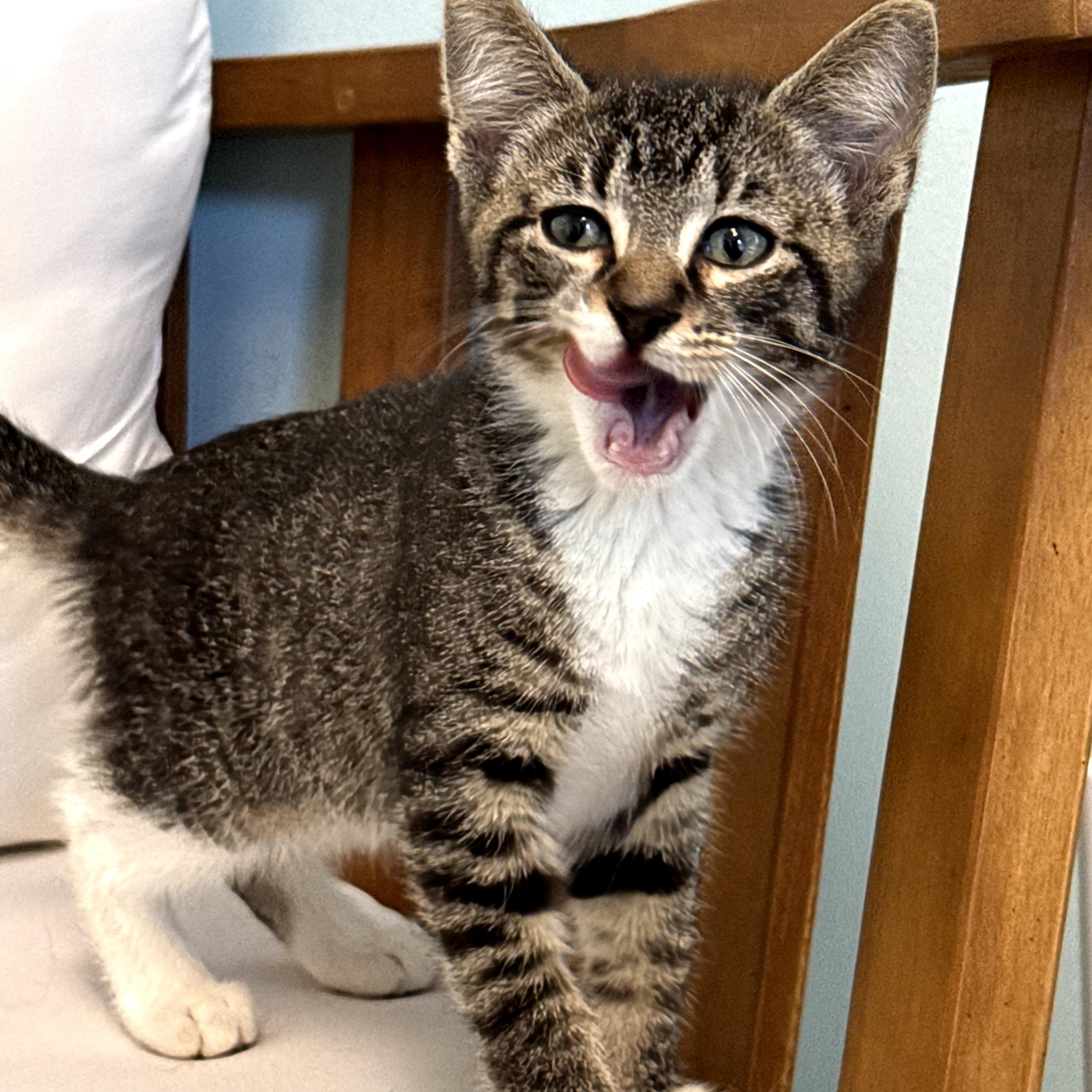 Enlarge Tabitha, a Adoptable Domestic Short Hair in Mt Pleasant, SC image 3/6