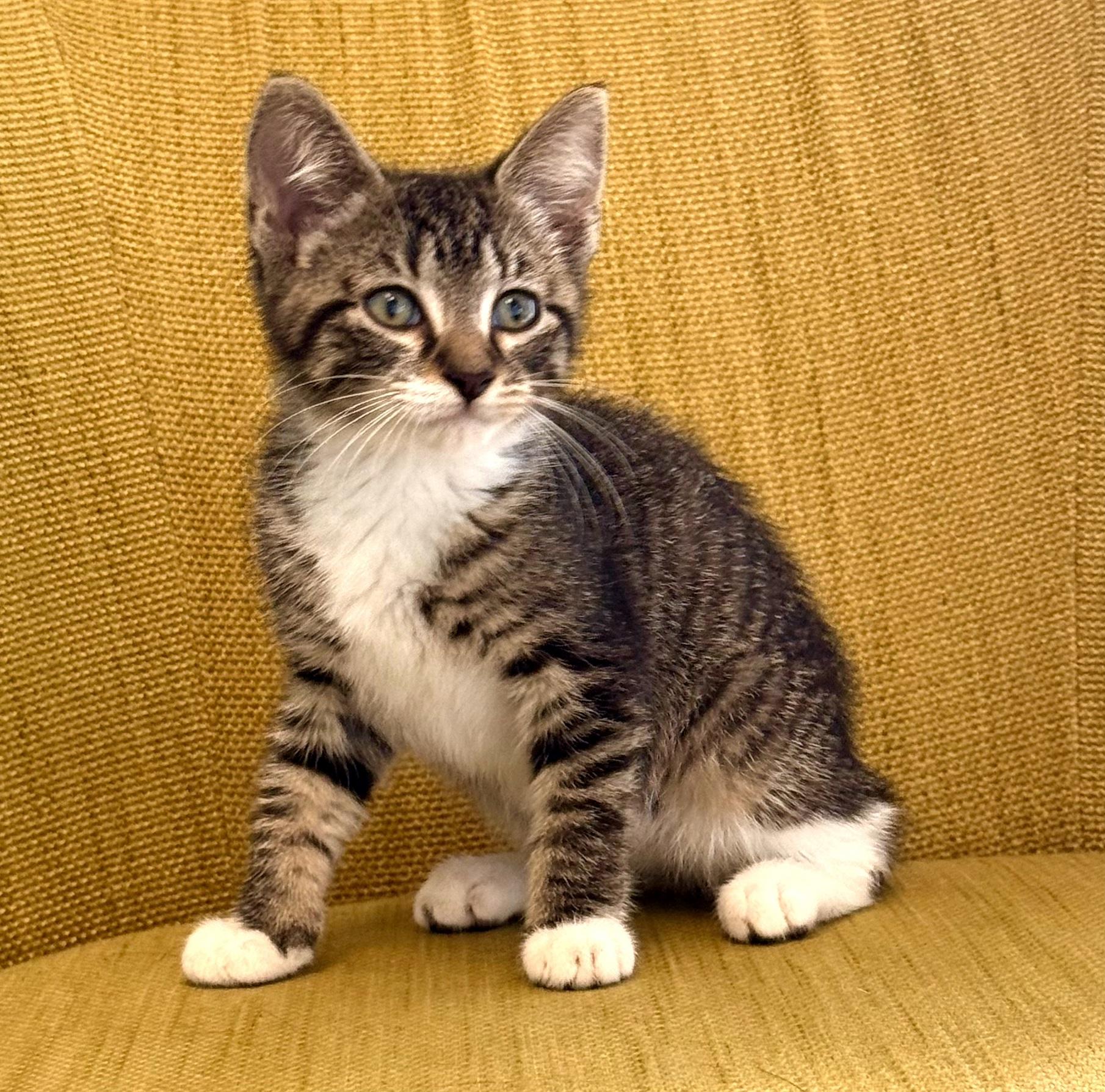 Tabitha, Adoptable, Kitten Female Domestic Short Hair.