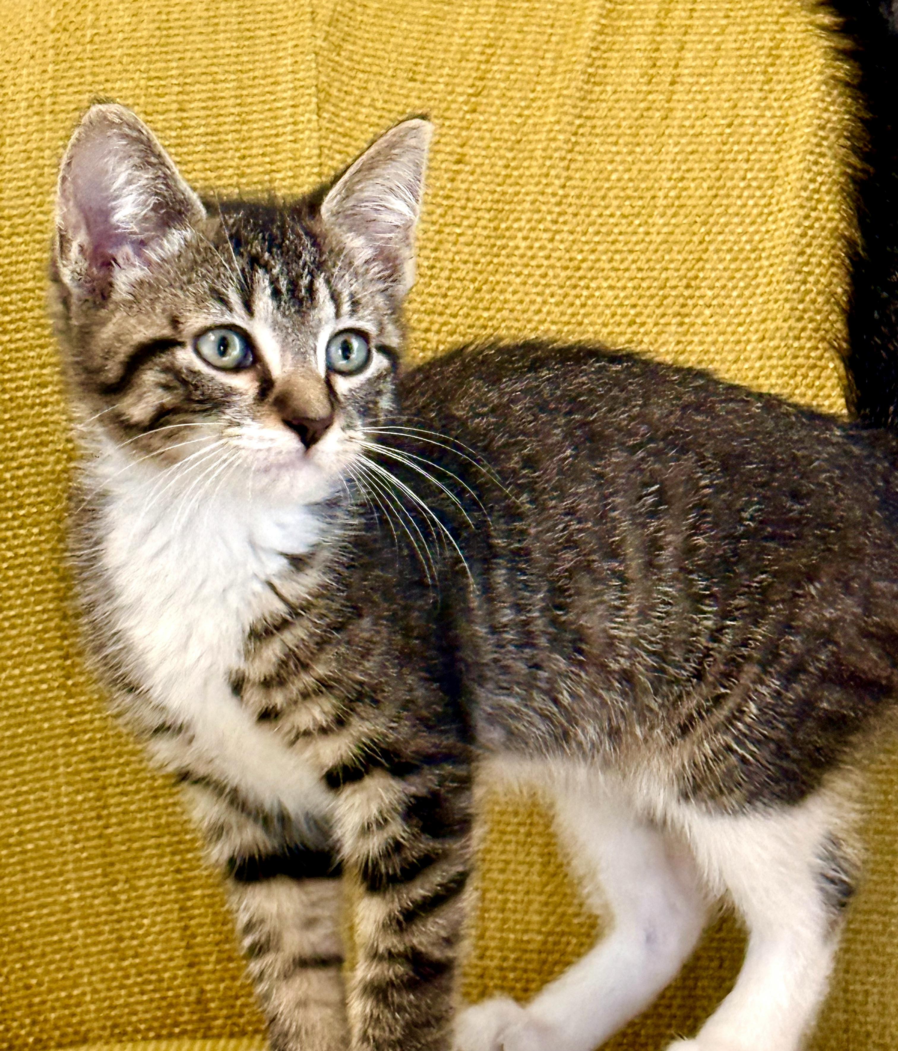 Enlarge Tabitha, a Adoptable Domestic Short Hair in Mt Pleasant, SC image 5/6