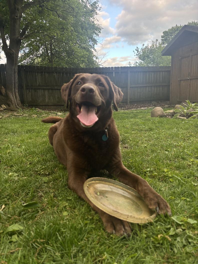 Lewis--Courtesy Post--Not an LELRR dog and no need for application, ADOPTABLE, Adult Male Labrador Retriever.