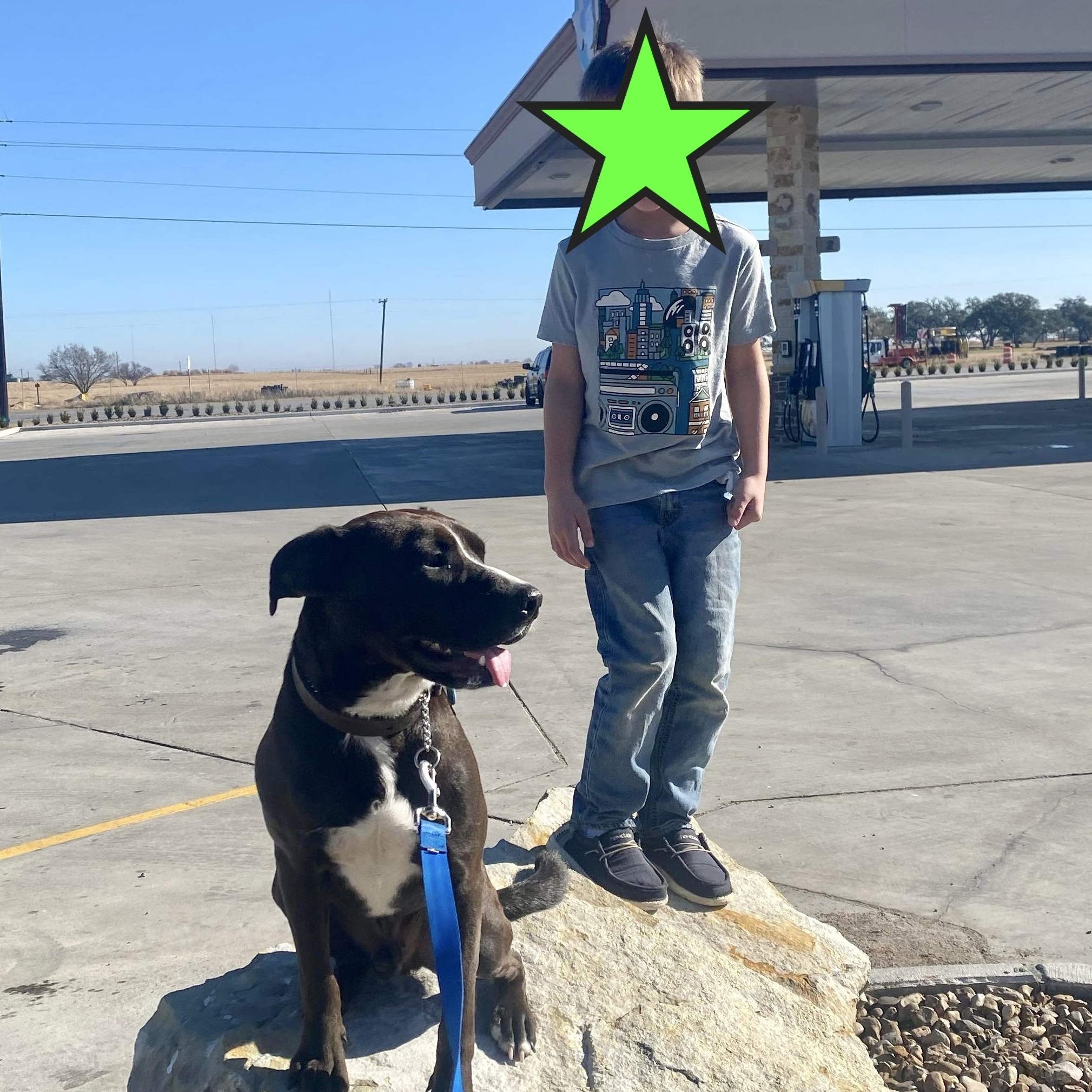 Enlarge Schmidt, a Adoptable mixed breed in Corpus Christi, TX image 6/6