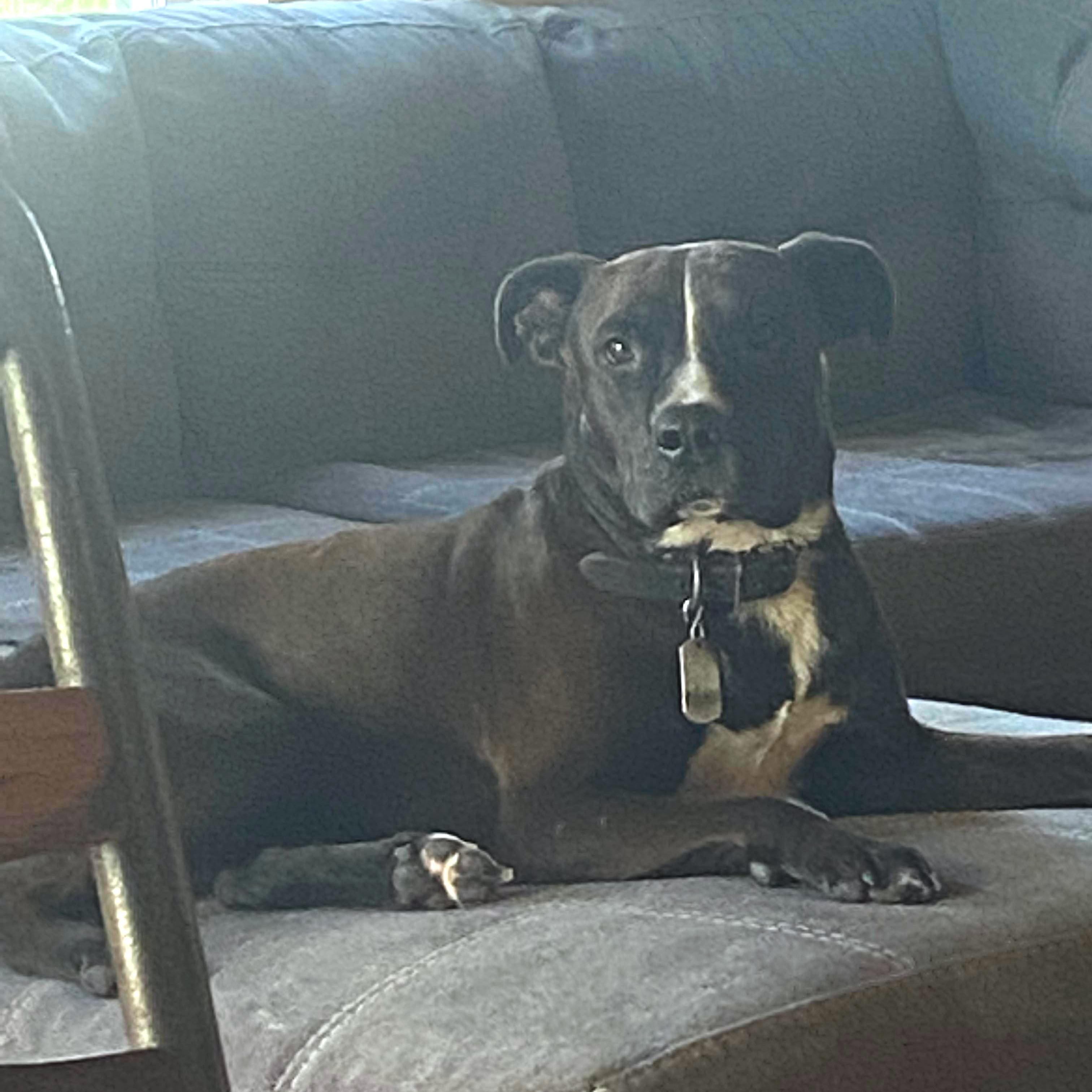 Schmidt, Adoptable, Senior Male Terrier & Retriever.