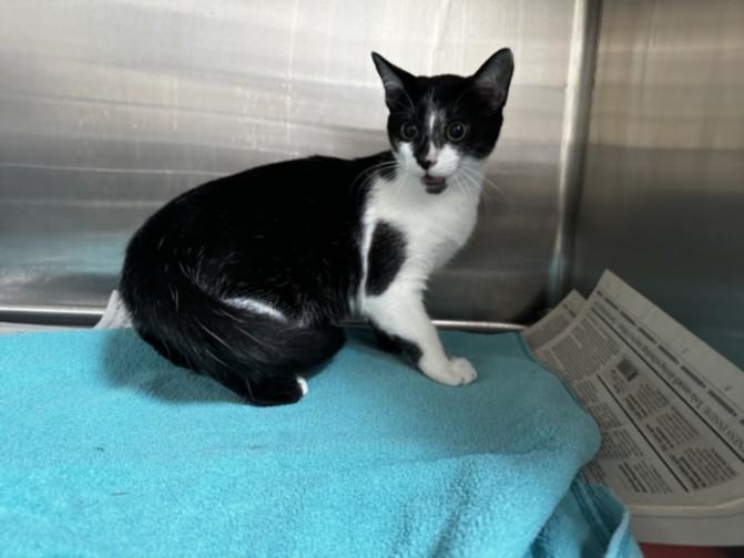 Enlarge TOLOUSE, a Adoptable Domestic Short Hair in Chatsworth, CA image 1/1