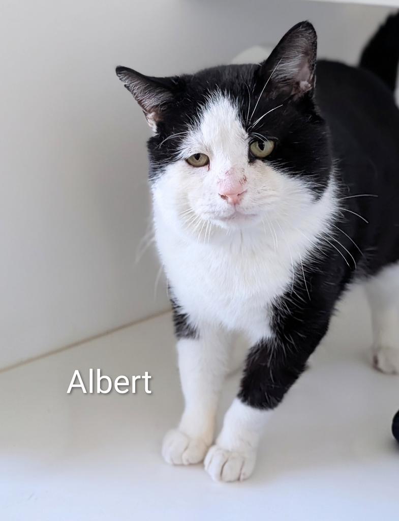 Enlarge Albert, a Adoptable mixed breed in Greenfield, IN image 1/3