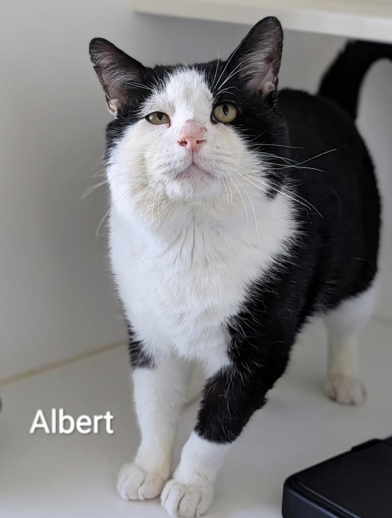Enlarge Albert, a Adoptable mixed breed in Greenfield, IN image 2/3