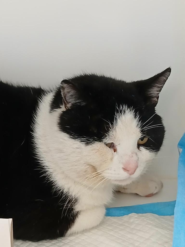 Albert, Adoptable, Adult Male Domestic Short Hair.