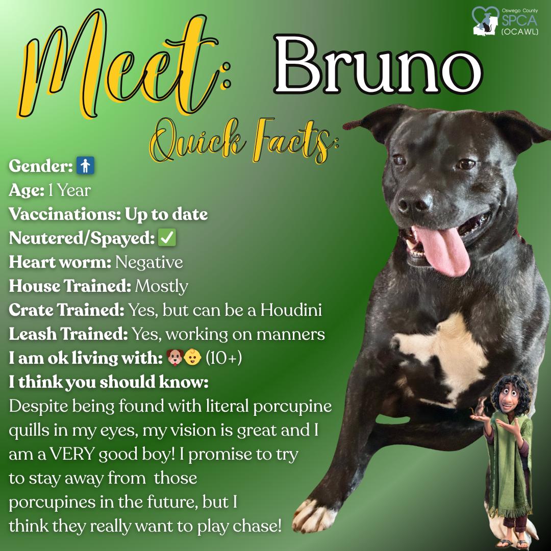 Bruno, a Adoptable mixed breed in Fulton, NY image 1/4