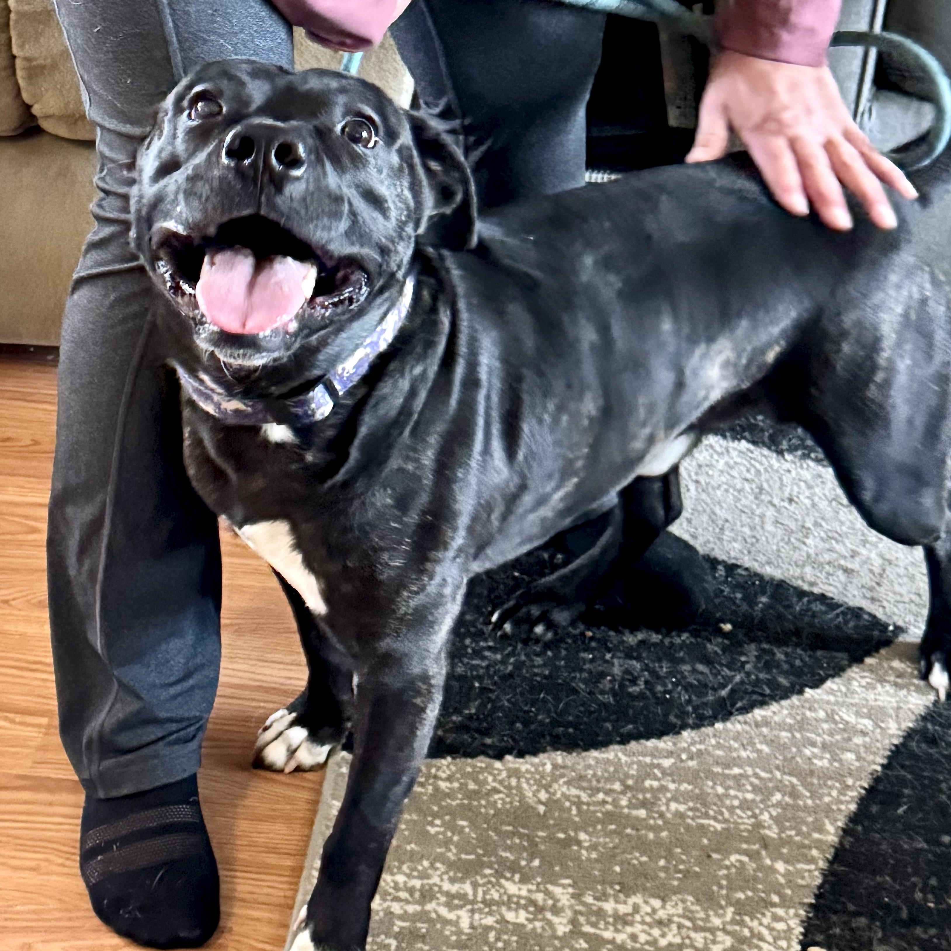 Bruno, a Adoptable mixed breed in Fulton, NY image 2/4