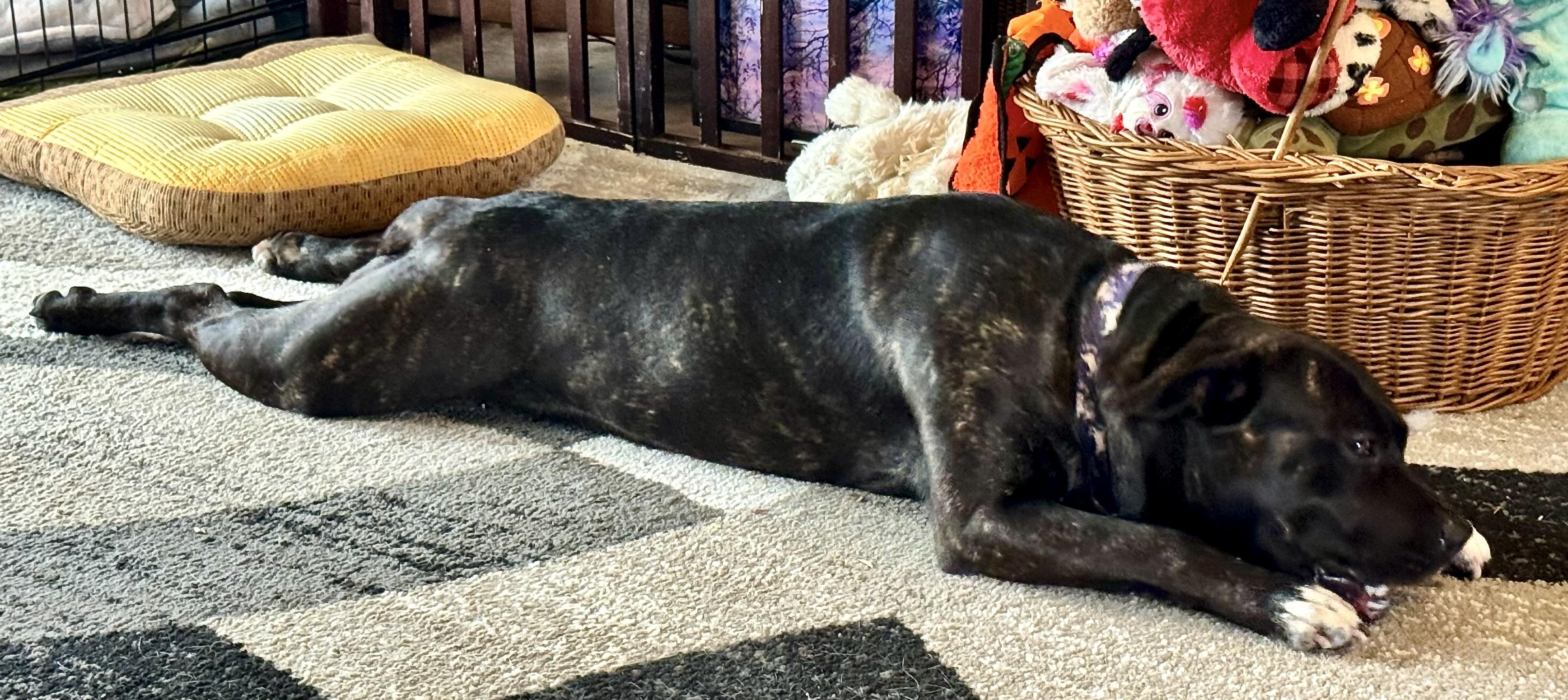 Bruno, a Adoptable mixed breed in Fulton, NY image 3/4