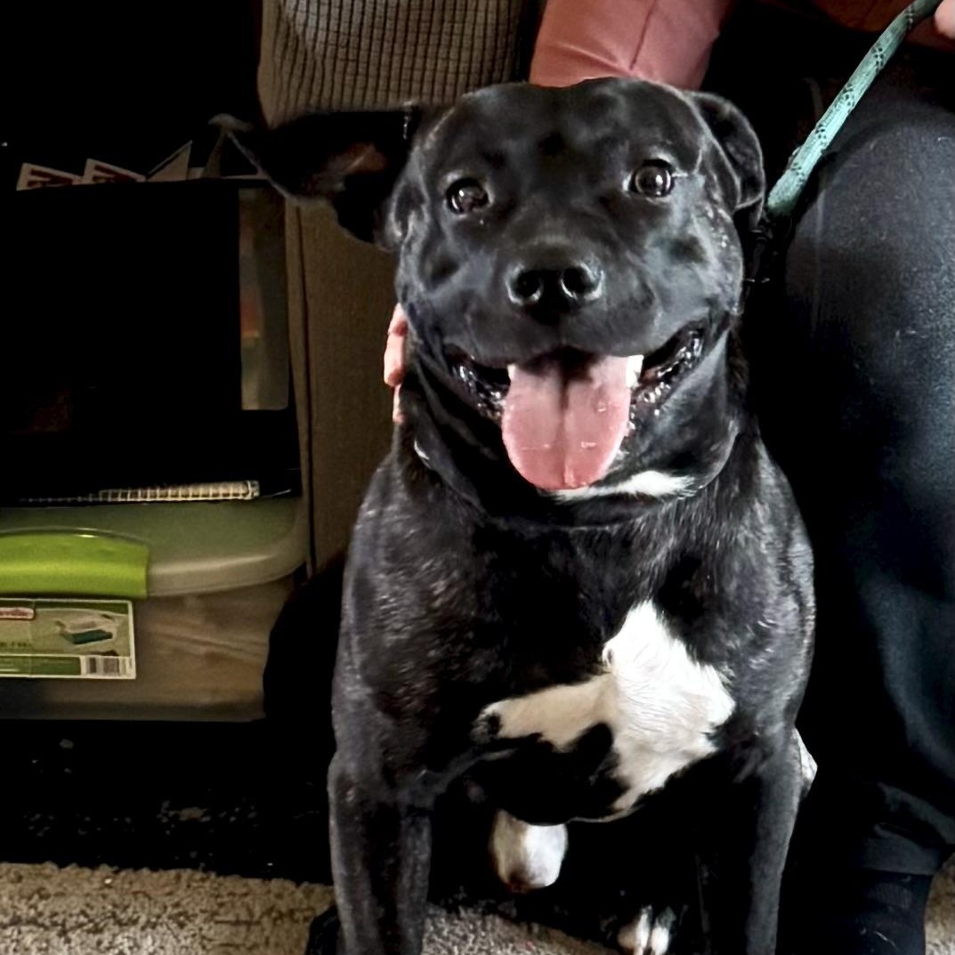 Bruno, a Adoptable mixed breed in Fulton, NY image 4/4