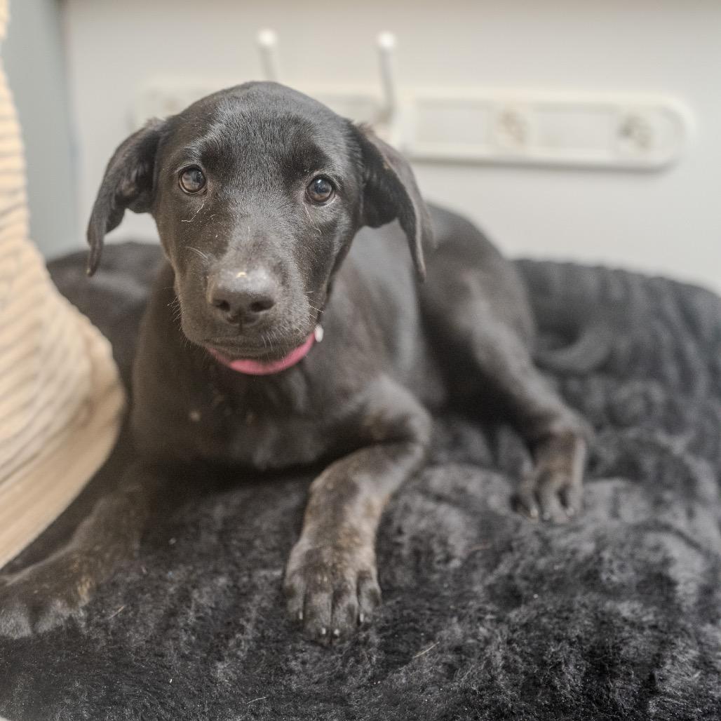 Cali, Adoptable, Puppy Female Labrador Retriever & Mixed Breed.
