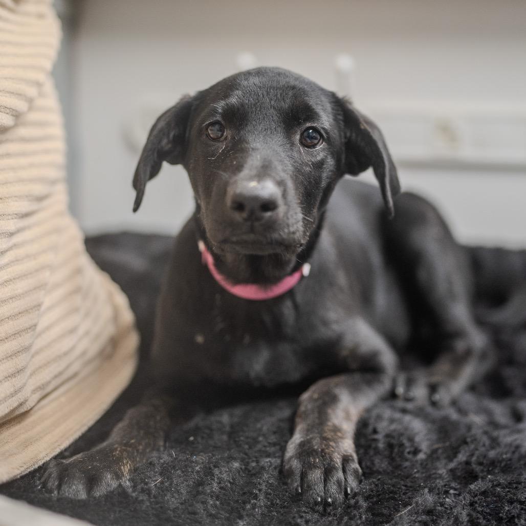 Cali, a Adoptable mixed breed in Pawling, NY image 2/6