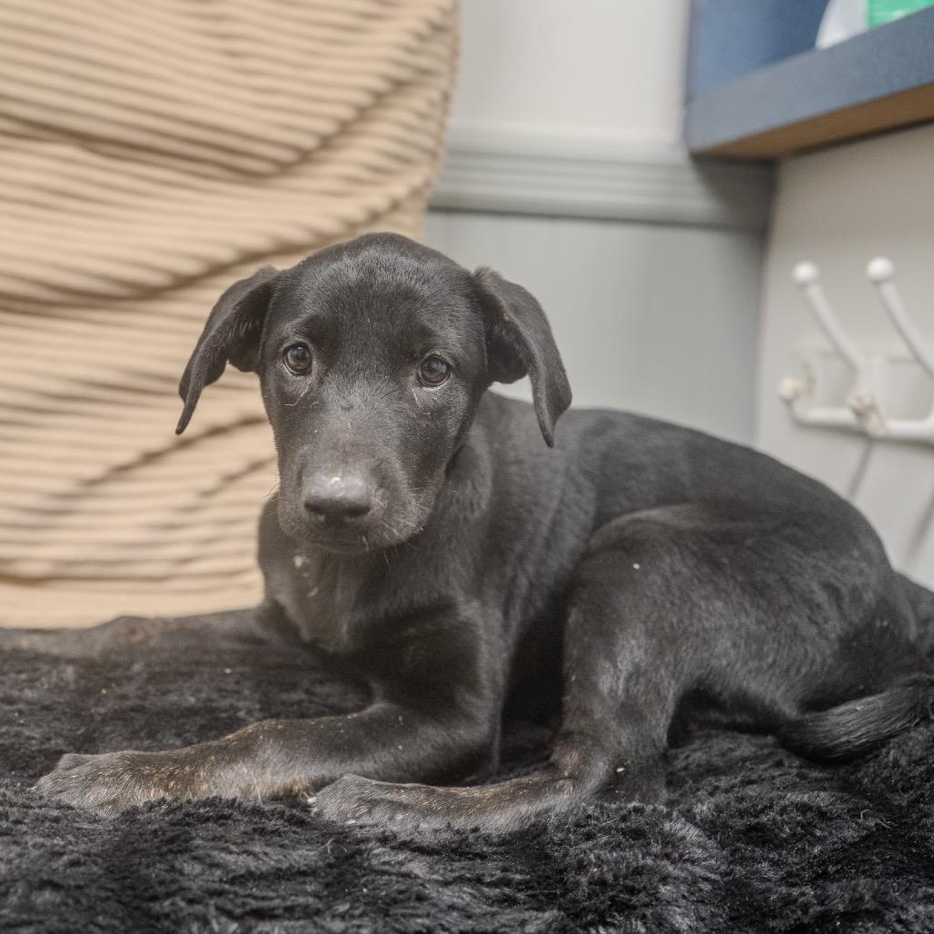 Cali, a Adoptable mixed breed in Pawling, NY image 3/6
