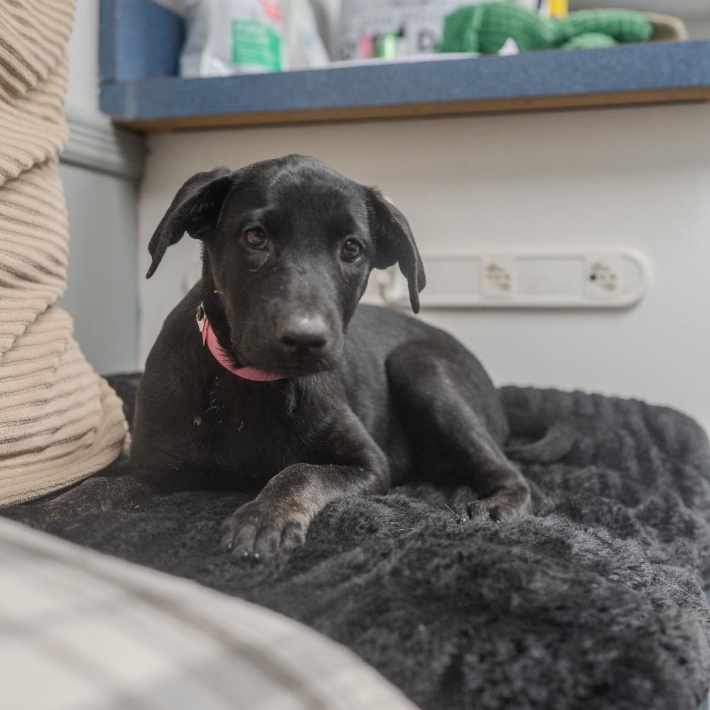 Cali, a Adoptable mixed breed in Pawling, NY image 4/6