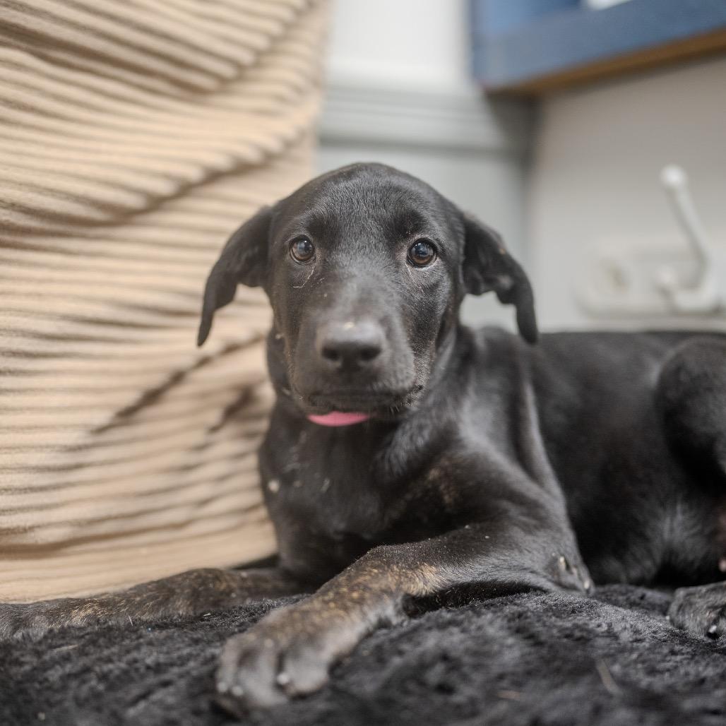 Cali, a Adoptable mixed breed in Pawling, NY image 5/6