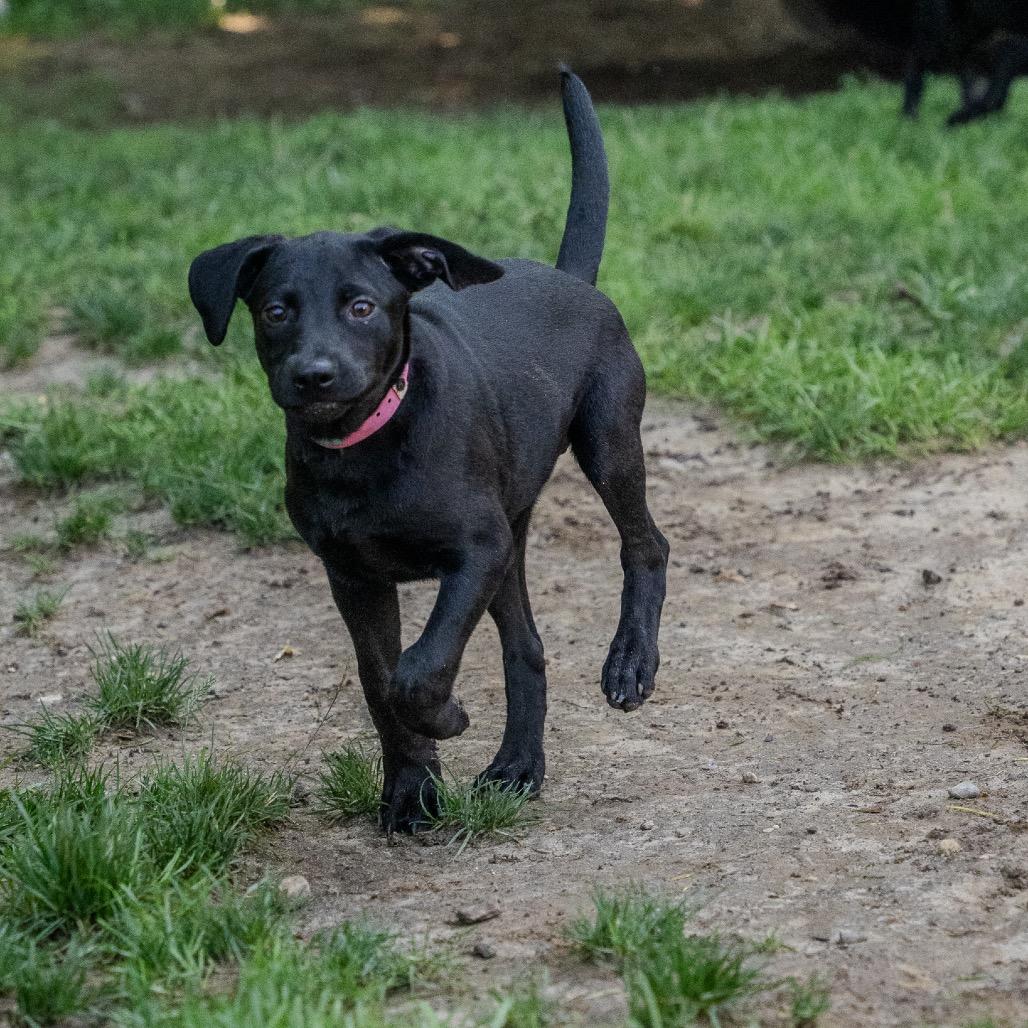 Cali, a Adoptable mixed breed in Pawling, NY image 6/6