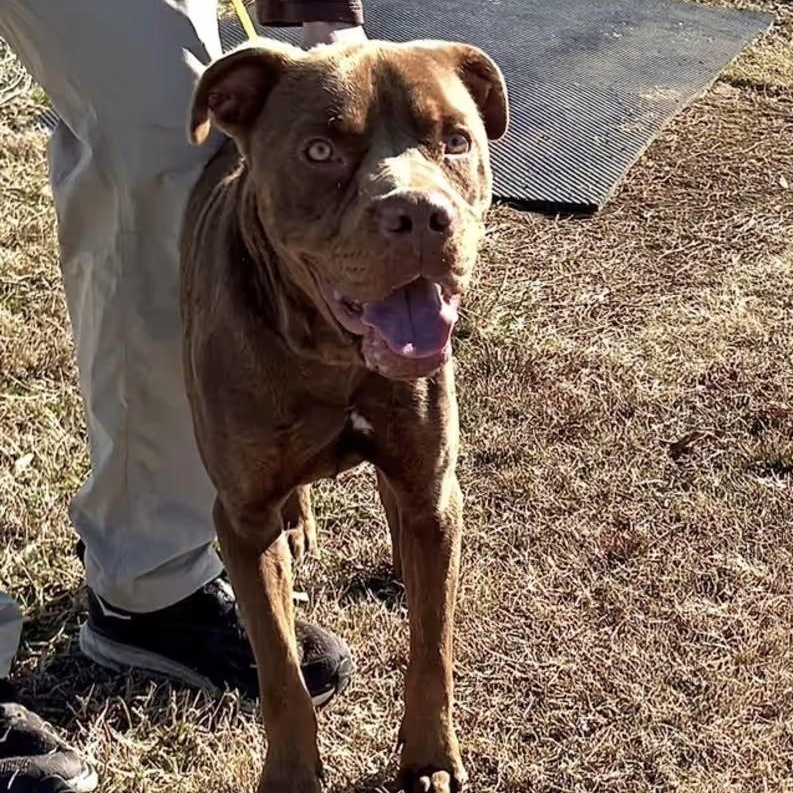 Buddy (Courtesy Post) , a ADOPTABLE mixed breed in Cedar Mountain, NC image 3/4