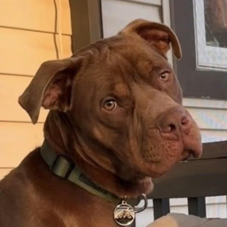 Buddy (Courtesy Post) , ADOPTABLE, Adult Male Labrador Retriever & Pit Bull Terrier.