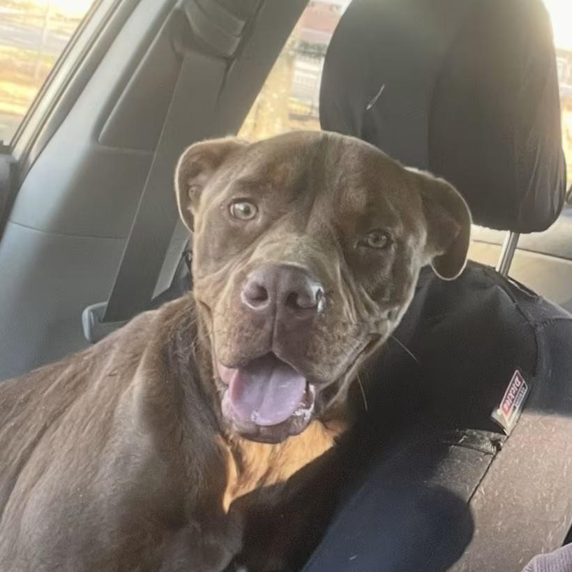 Buddy (Courtesy Post) , a ADOPTABLE mixed breed in Cedar Mountain, NC image 2/4