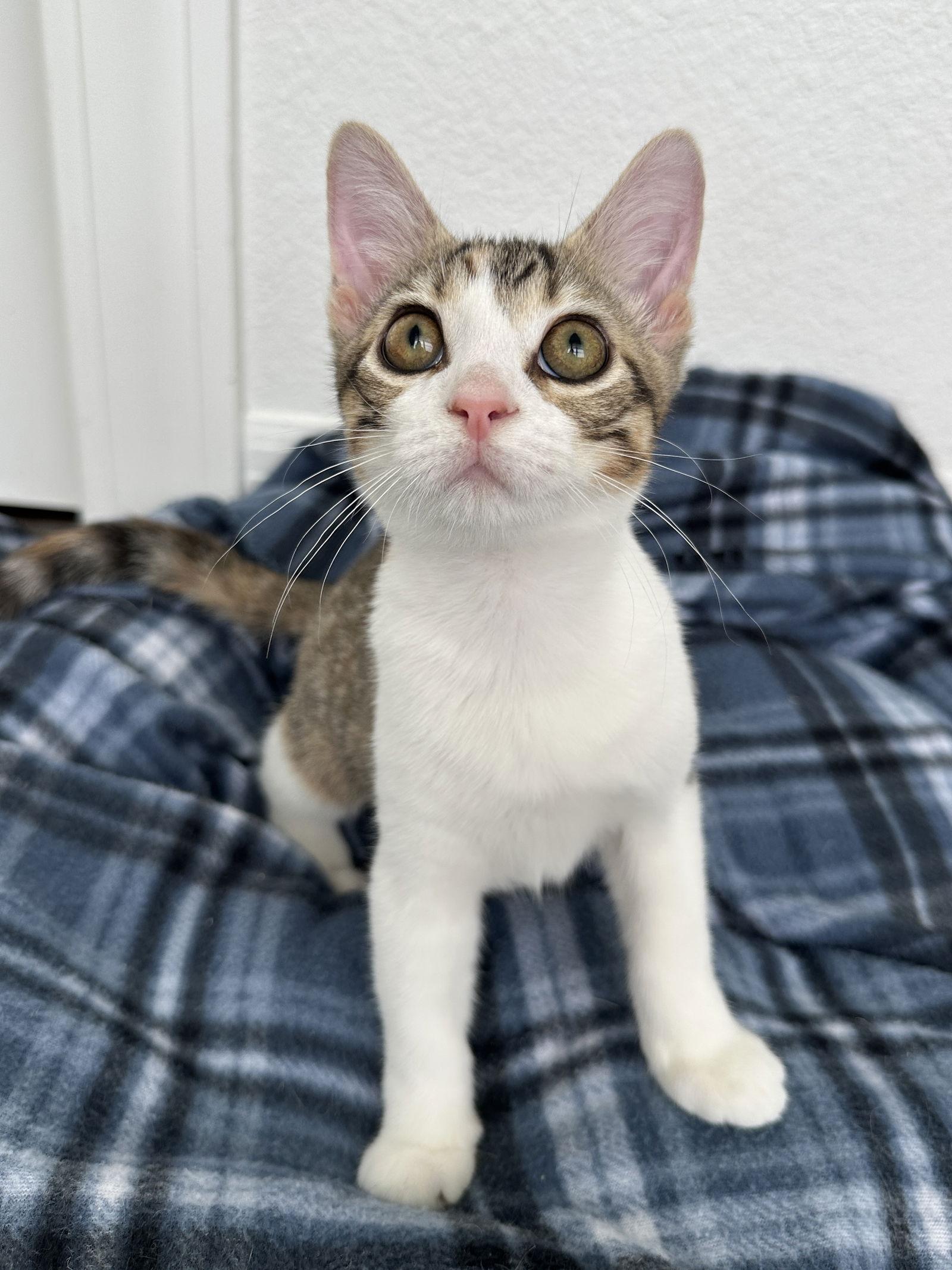 Spaghetti, Adopted, Kitten Female Domestic Short Hair.