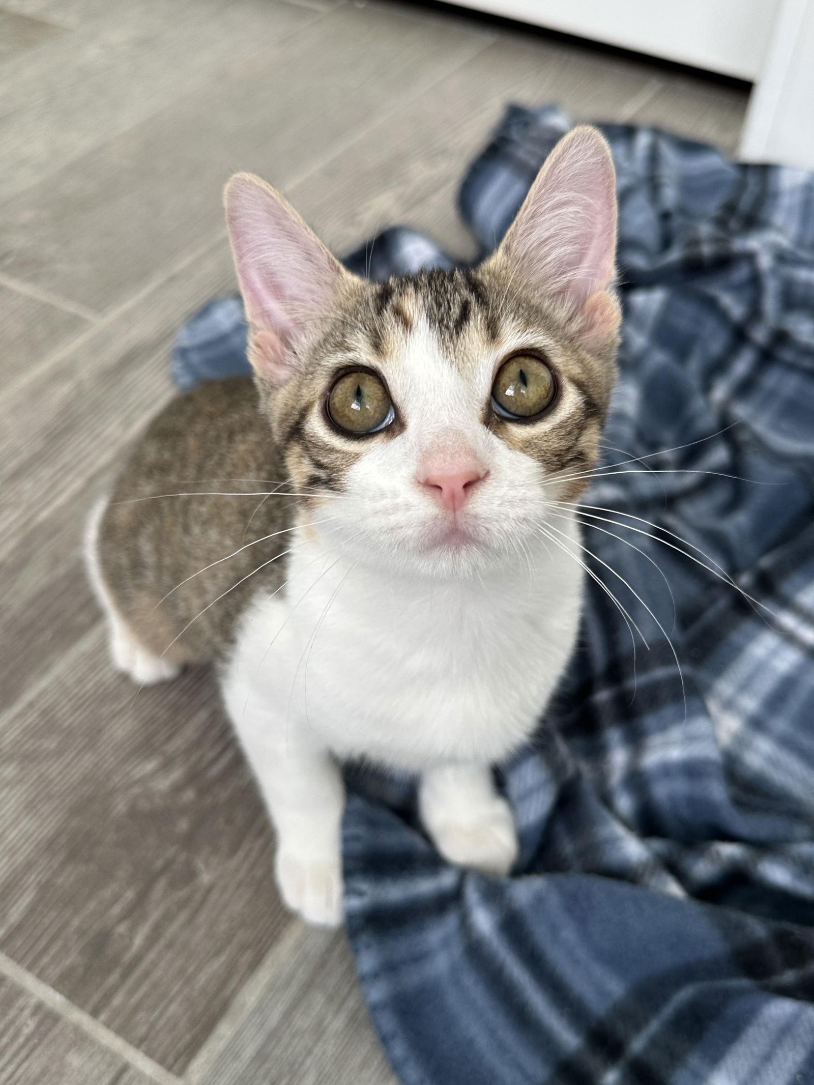 Enlarge Spaghetti, a Adopted Domestic Short Hair in Orlando, FL image 2/3