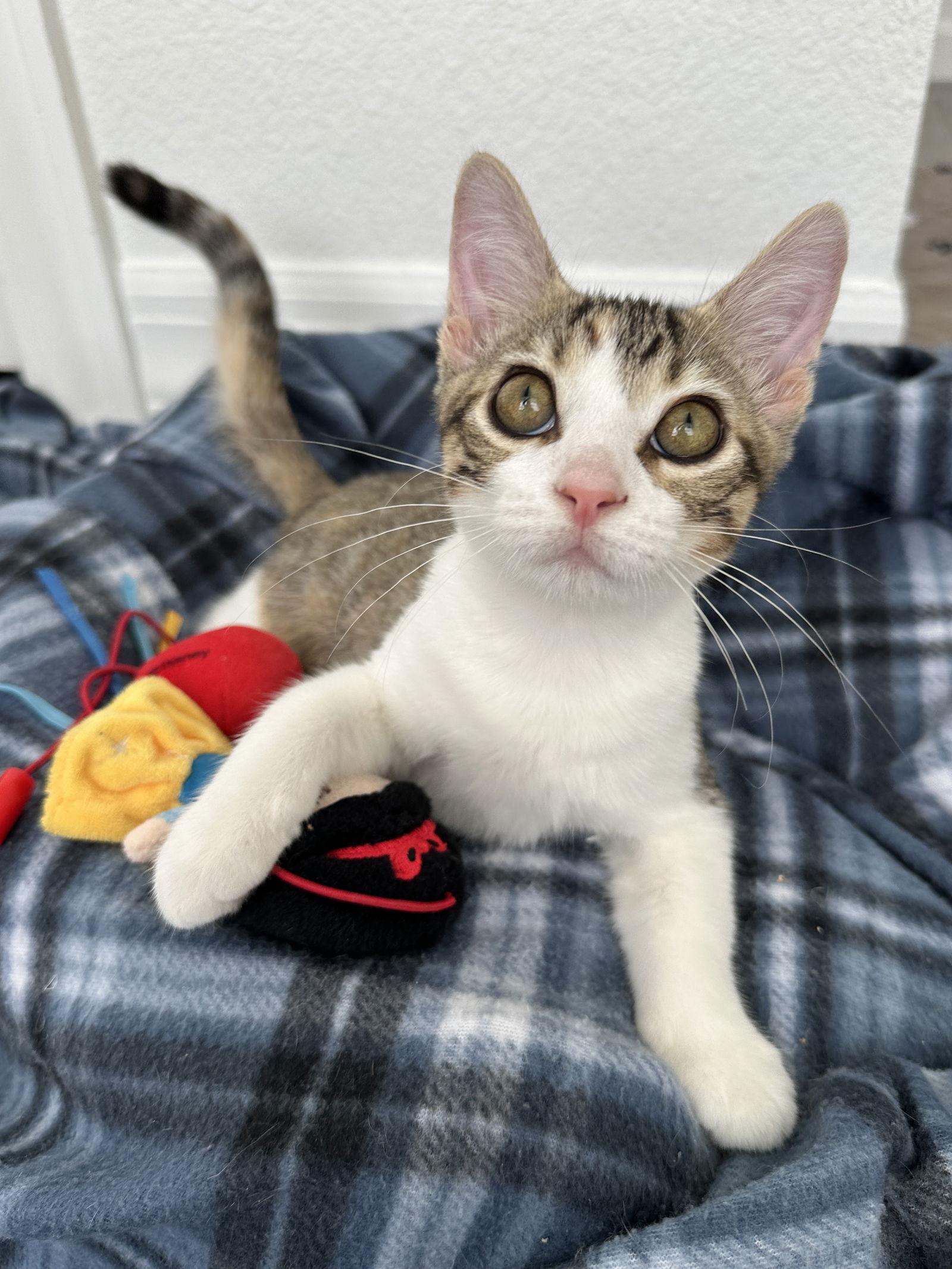 Enlarge Spaghetti, a Adopted Domestic Short Hair in Orlando, FL image 3/3