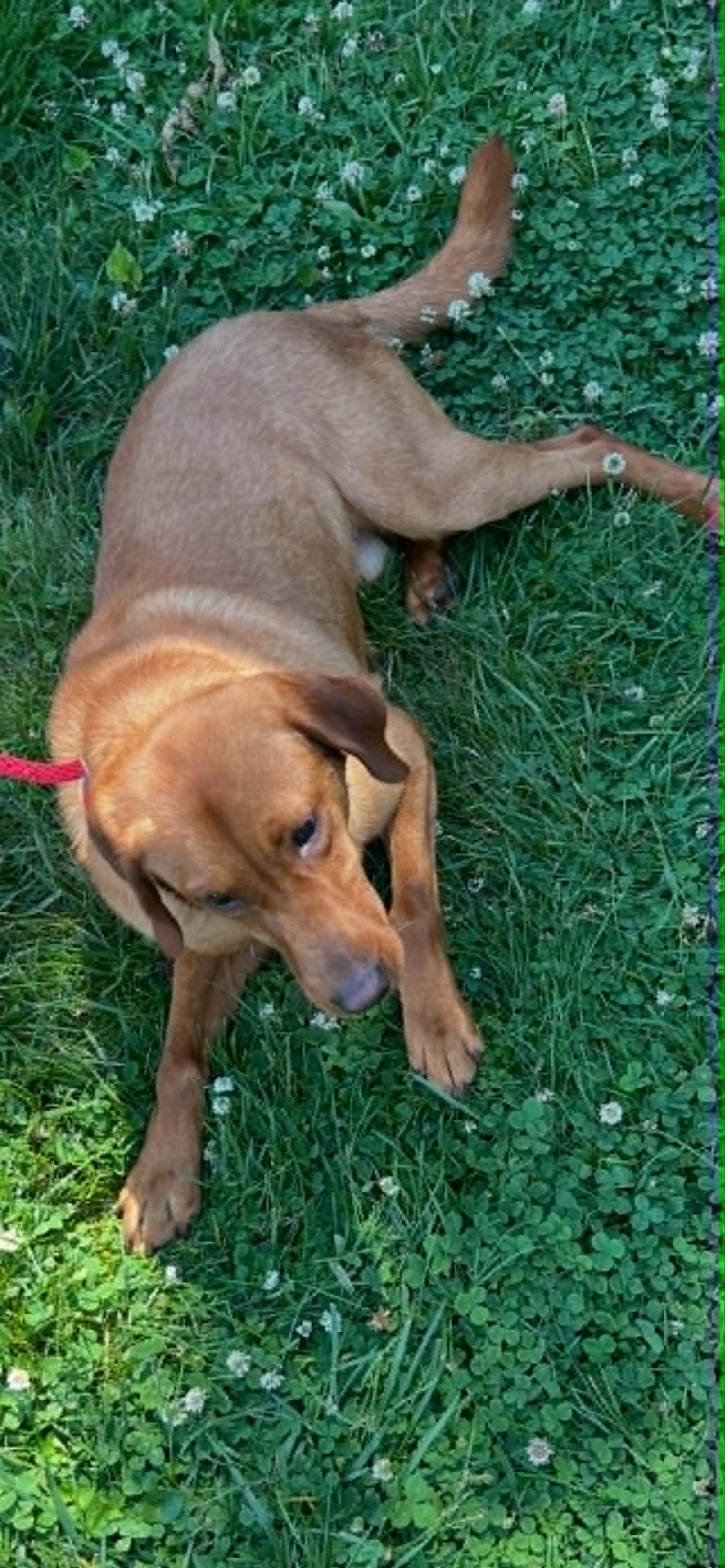 Enlarge Johnny, a ADOPTABLE mixed breed in Lewisville, IN image 2/4