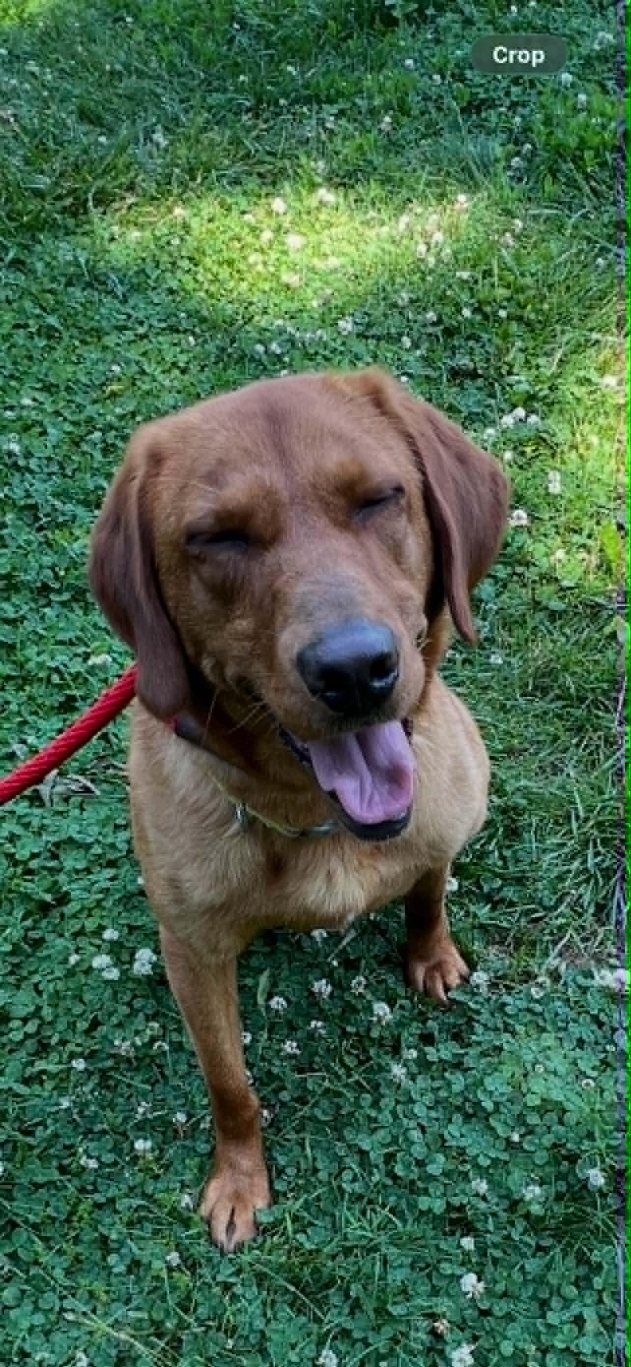 Enlarge Johnny, a ADOPTABLE mixed breed in Lewisville, IN image 3/4