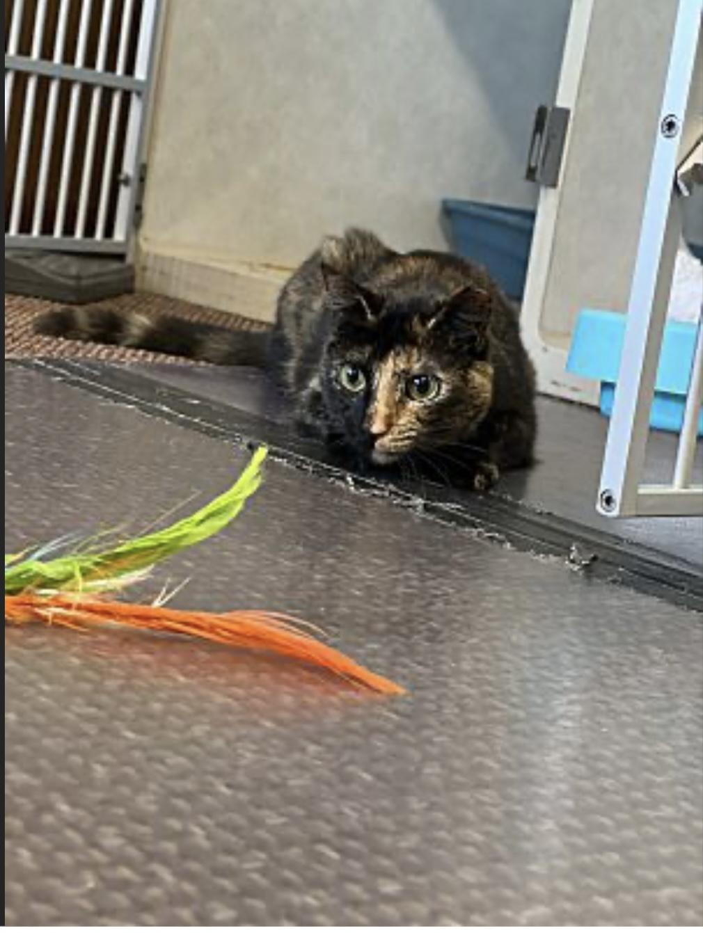 Enlarge Lucy, a Adoptable Domestic Short Hair in Pinson, AL image 1/5