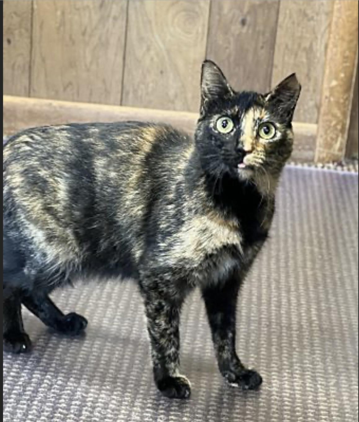Enlarge Lucy, a Adoptable Domestic Short Hair in Pinson, AL image 2/5