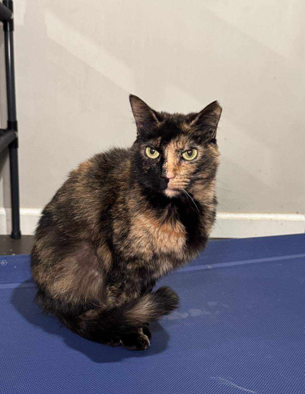 Enlarge Lucy, a Adoptable Domestic Short Hair in Pinson, AL image 4/5