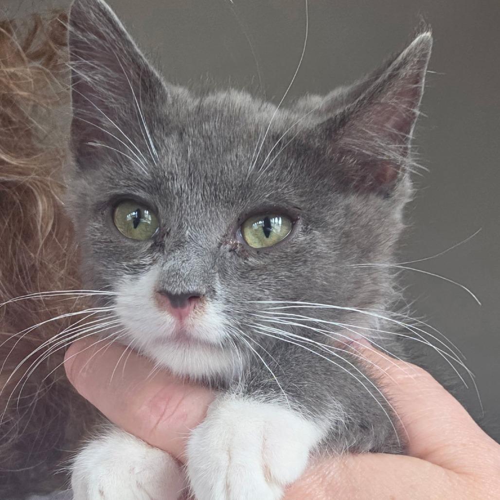 Enlarge Remy, a Adoptable Domestic Short Hair in Othello, WA image 1/3