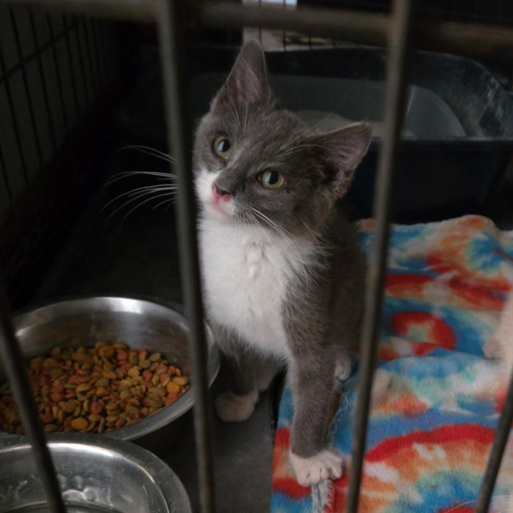 Enlarge Remy, a Adoptable Domestic Short Hair in Othello, WA image 2/3