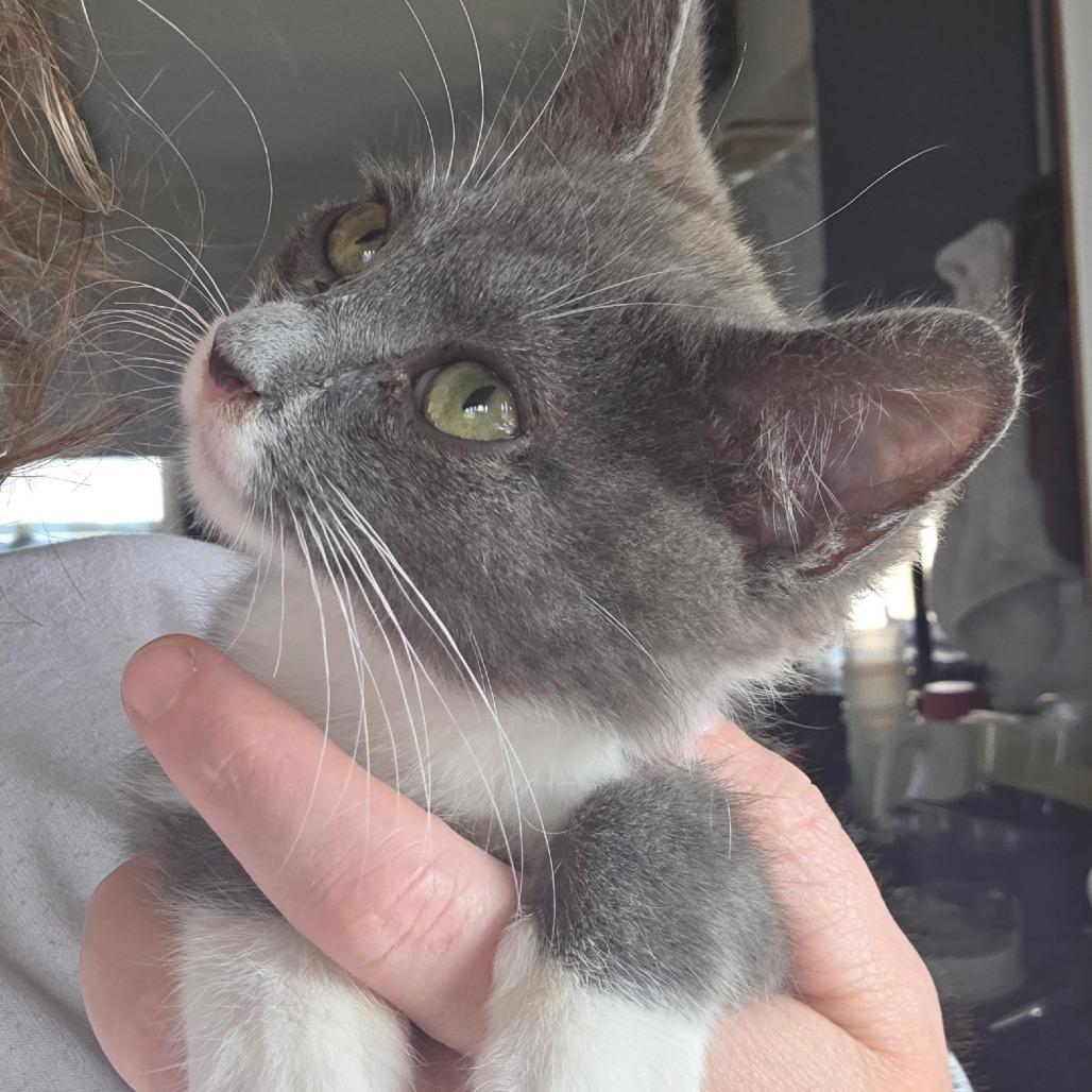 Enlarge Remy, a Adoptable Domestic Short Hair in Othello, WA image 3/3