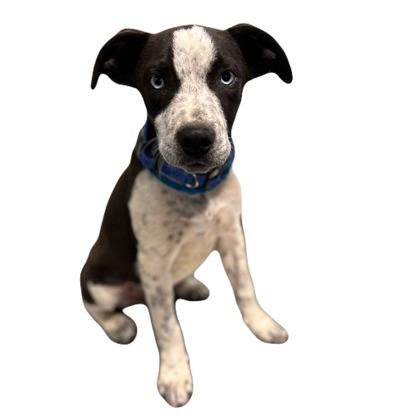 Samson, Adoptable, Young Male Catahoula Leopard Dog.