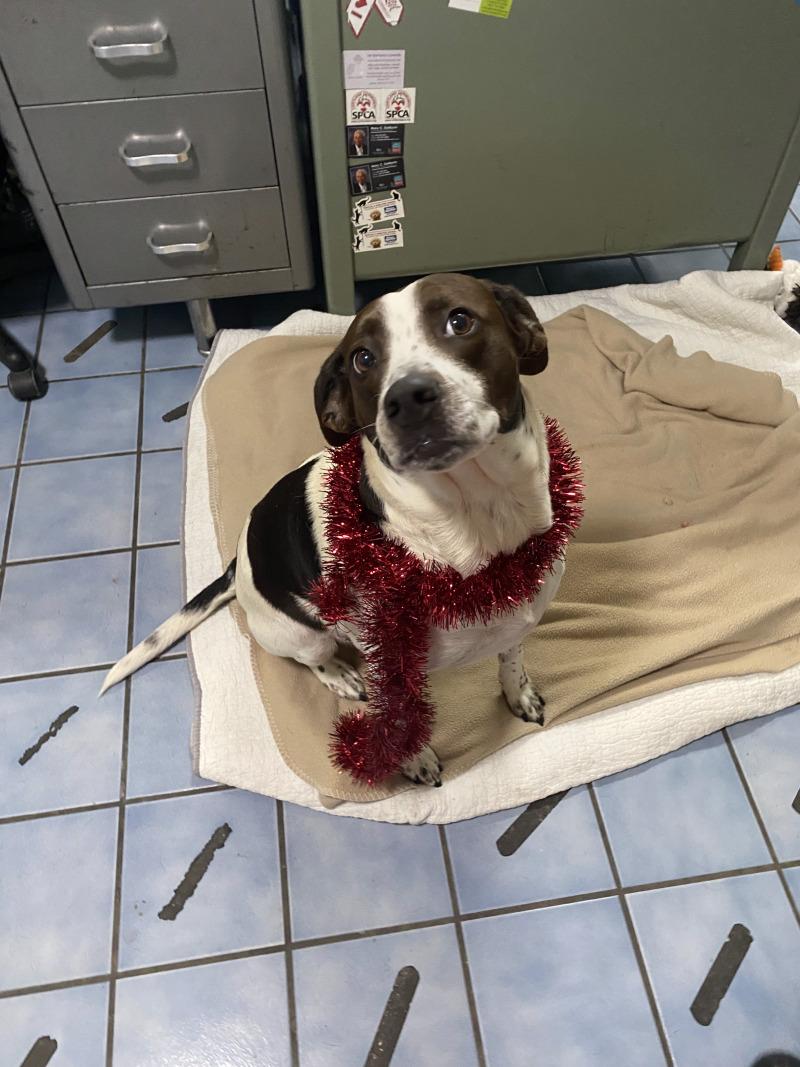 Penelope, Adoptable, Young Female Hound & Mixed Breed.