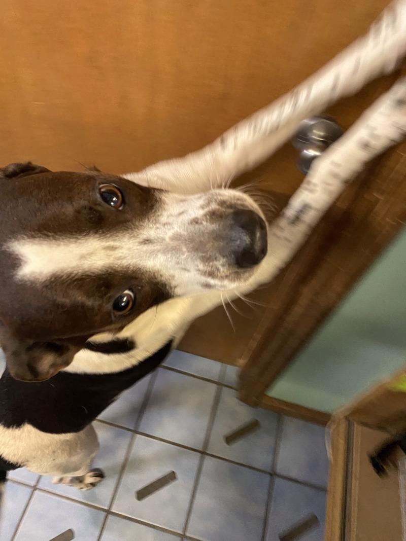 Enlarge Penelope, a Adoptable mixed breed in Cortland, NY image 2/6