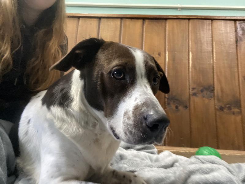 Enlarge Penelope, a Adoptable mixed breed in Cortland, NY image 4/6