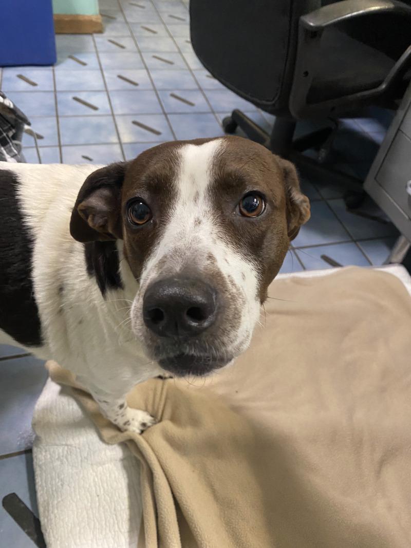 Enlarge Penelope, a Adoptable mixed breed in Cortland, NY image 5/6