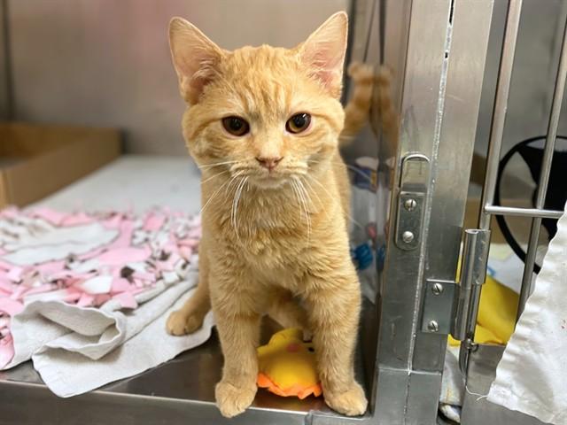 Enlarge JR, a Adoptable Domestic Short Hair in Fort Wayne, IN image 1/1
