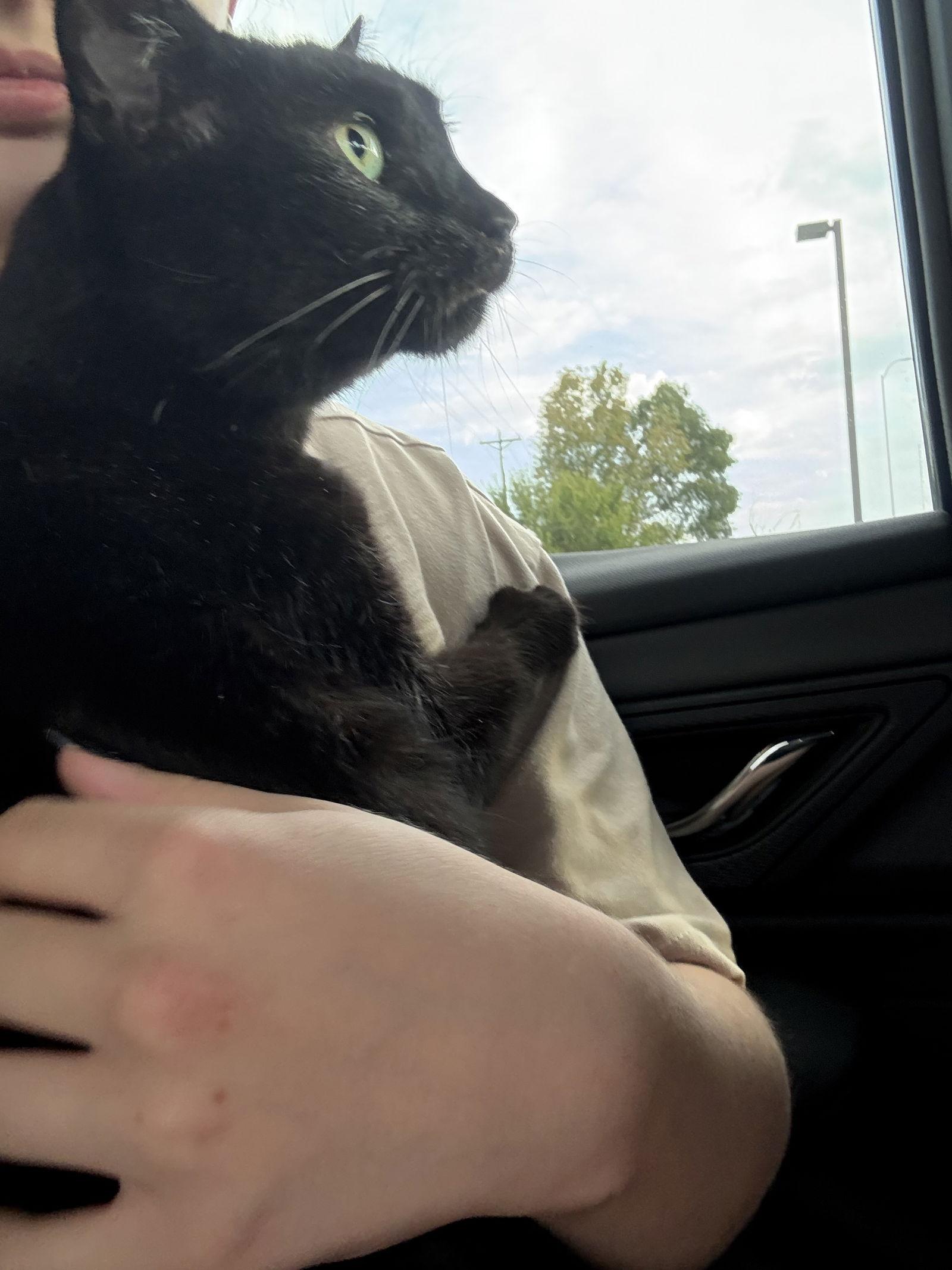 Enlarge Lulu (Courtesy Listing), a Adoptable Domestic Short Hair in Williamsburg, IA image 1/2