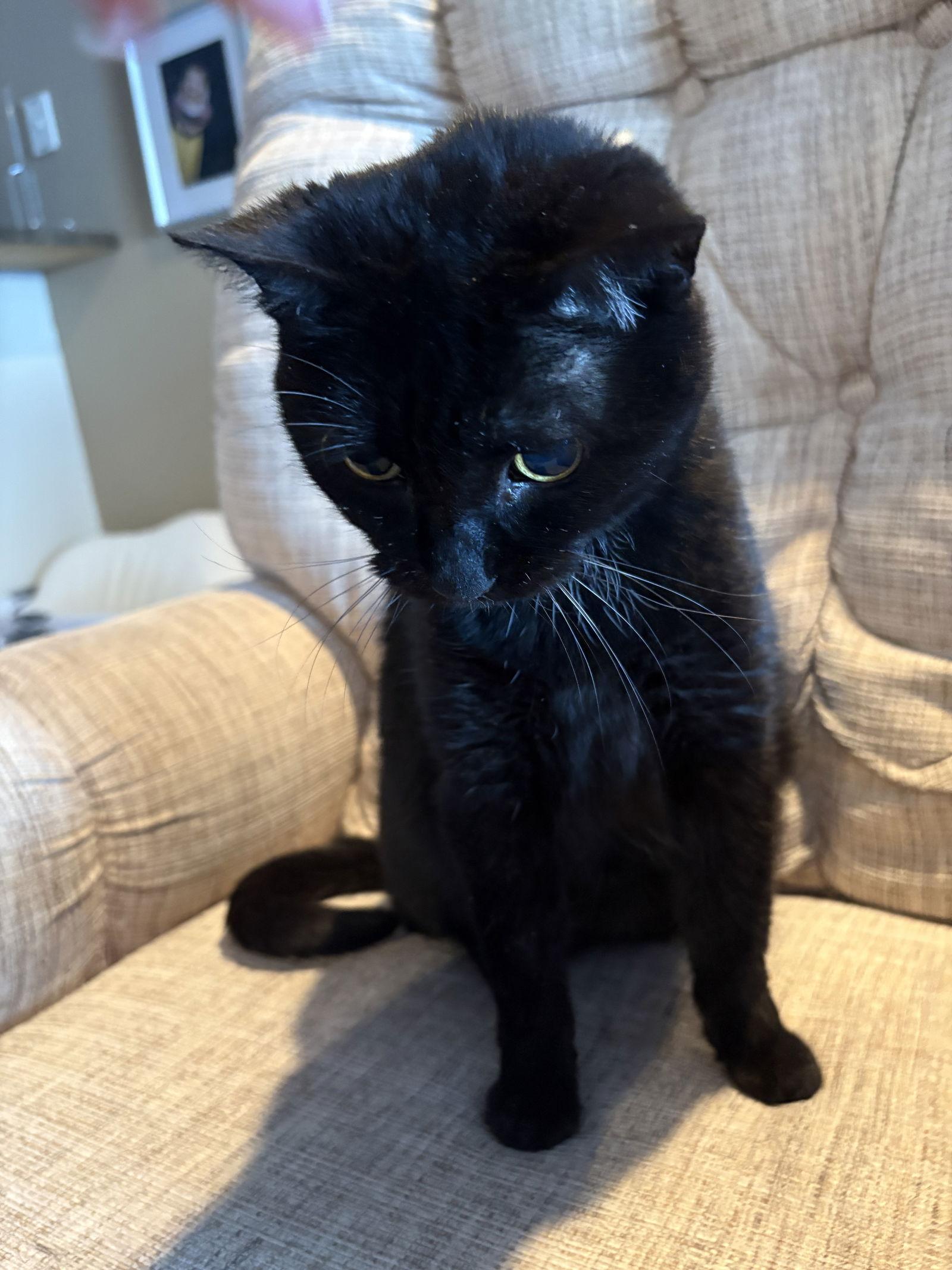 Lulu (Courtesy Listing), Adoptable, Senior Female Domestic Short Hair.